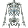 Exoskeleton Icon