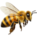 Category Icon