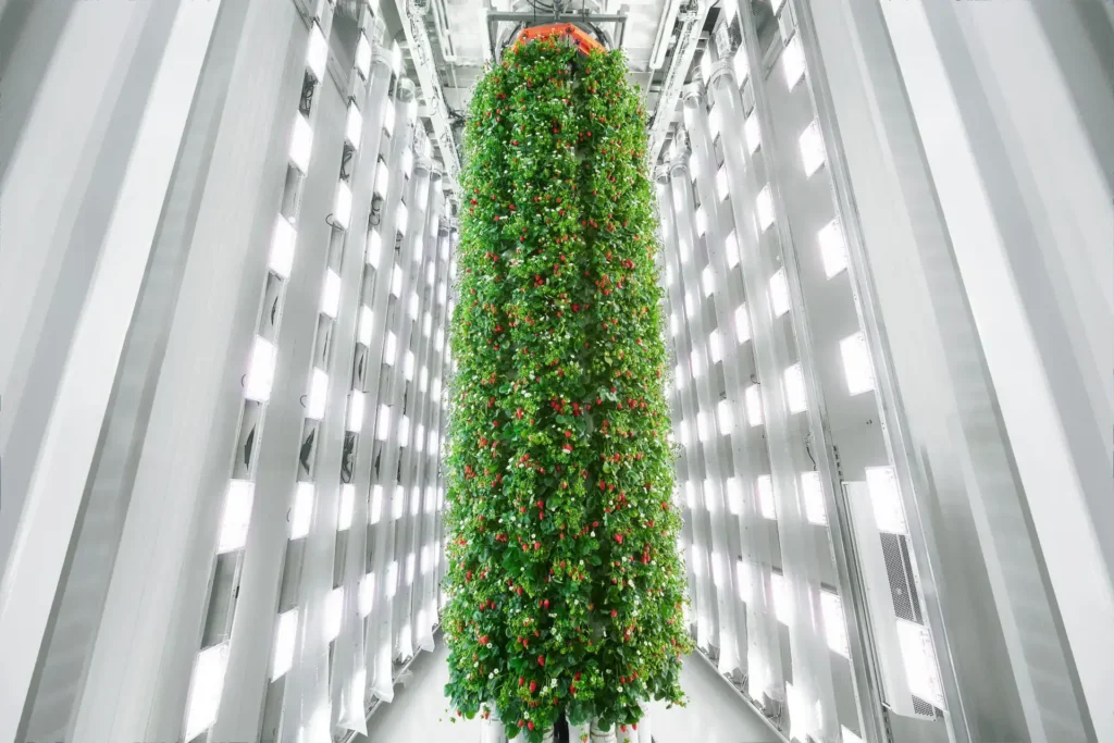 - RobotsInc.com Tall vertical strawberry plant column inside a bright, high-tech farming chamber with white metallic walls and LED lights.