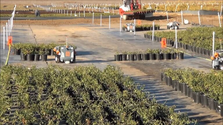 HV 100s spacing plants set down with bedding forks just in time min 768x432