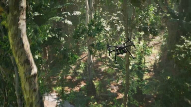 carousel forest min 768x432