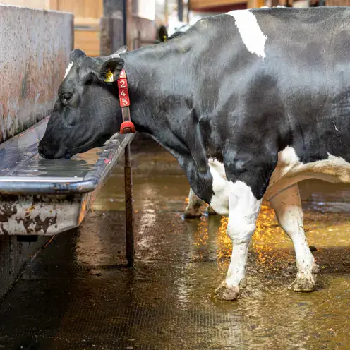 farming insights cow drinking in a barn min