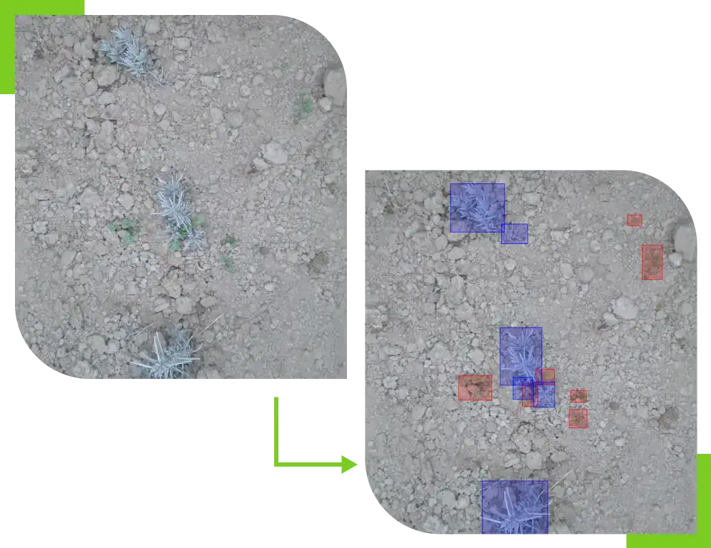 - RobotsInc.com Left: rocky soil with small blue-gray succulent plants; right: same scene with blue bounding boxes for plants and red boxes for other objects/detections.