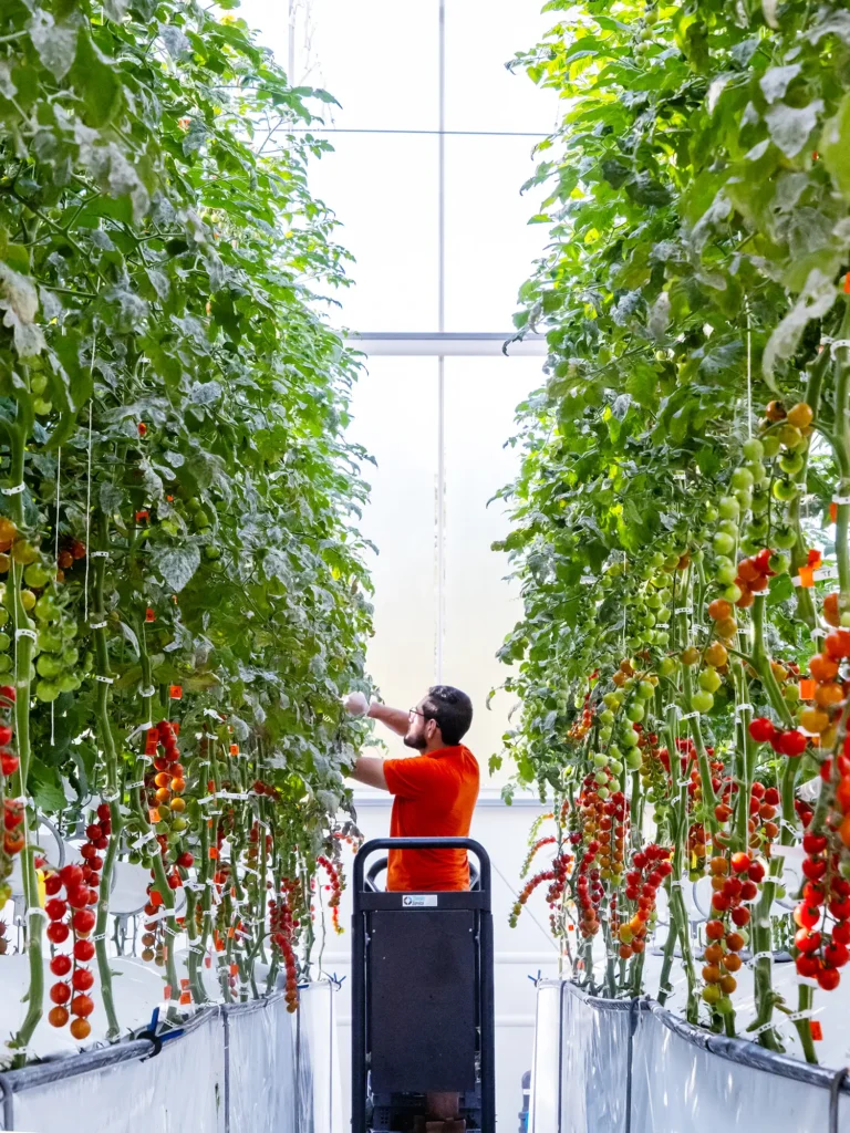 Grow the system SAIA 768x1024