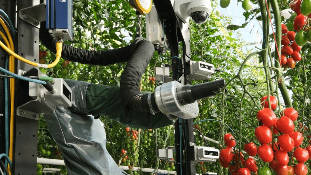 » RobotsInc.com Robotic arm trimming a tomato plant in a greenhouse with ripe red tomatoes nearby.